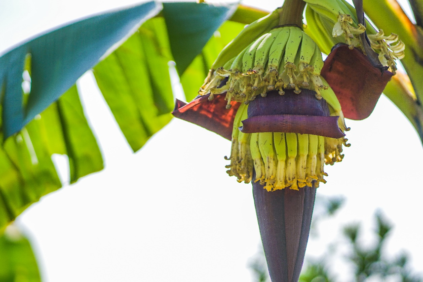 To the right of the image is a close up view of a ripening pod. In the background are blurred branches from a banana tree.
